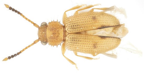   ̱  45 ߿  55.5% 롤ƿ뼺